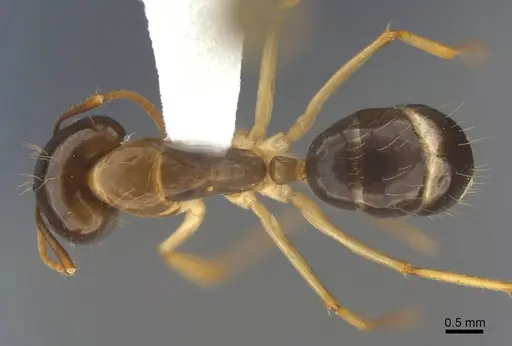 Camponotus tol specimen ANTWEB1008905 image antweb1008905_1
