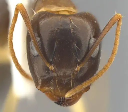 Camponotus tol specimen ANTWEB1008905 image antweb1008905_2