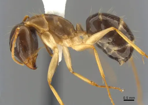 Camponotus tol specimen ANTWEB1008905 image antweb1008905_3