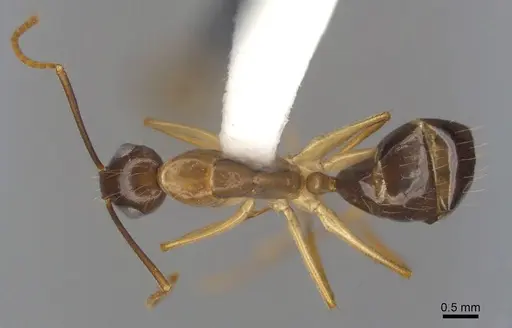 Camponotus tol specimen ANTWEB1008906 image antweb1008906_1