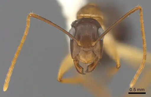 Camponotus tol specimen ANTWEB1008906 image antweb1008906_2