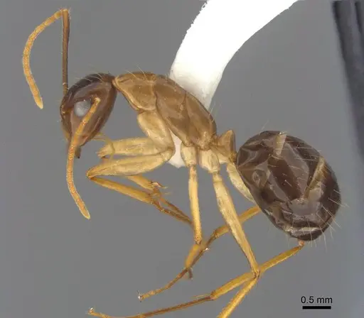 Camponotus tol specimen ANTWEB1008906 image antweb1008906_3