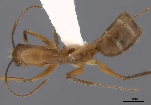 Camponotus tonduzi specimen CASENT0217708 image casent0217708_1