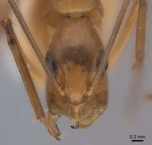 Camponotus tonduzi specimen CASENT0217708 image casent0217708_2