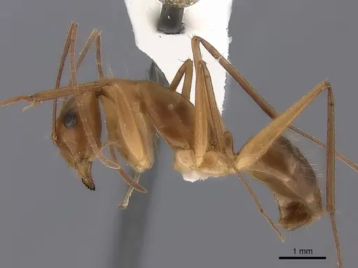 Camponotus tonduzi specimen CASENT0217708 image casent0217708_3