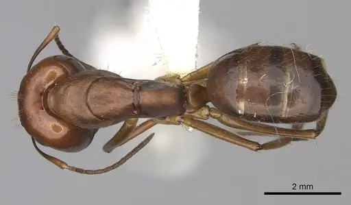 Camponotus tonduzi specimen CASENT0619261 image casent0619261_1