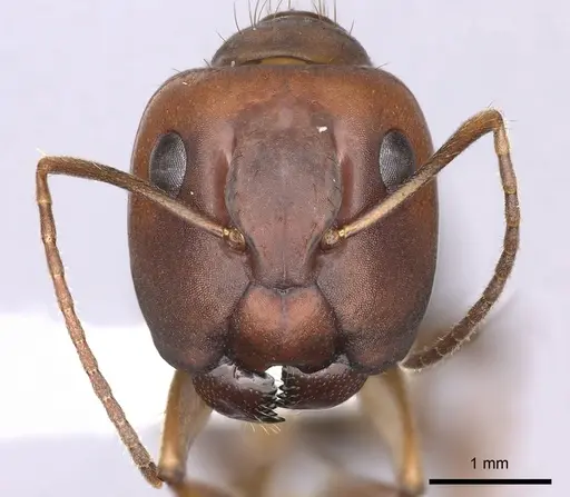 Camponotus tonduzi specimen CASENT0619261 image casent0619261_2