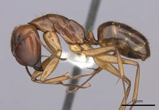 Camponotus tonduzi specimen CASENT0619261 image casent0619261_3
