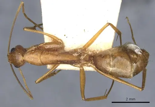 Camponotus tonduzi specimen CASENT0903631 image casent0903631_1