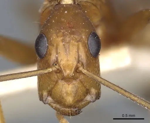 Camponotus tonduzi specimen CASENT0903631 image casent0903631_2