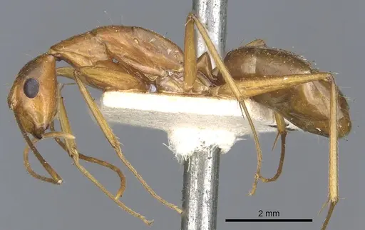 Camponotus tonduzi specimen CASENT0903631 image casent0903631_3