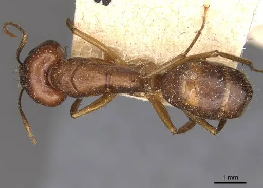 Camponotus tonduzi specimen CASENT0910665 image casent0910665_1