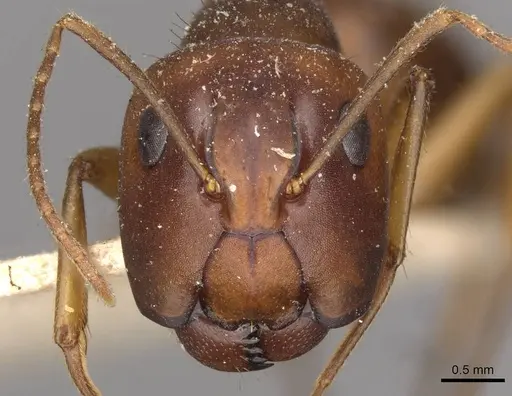 Camponotus tonduzi specimen CASENT0910665 image casent0910665_2