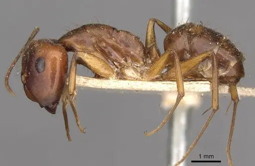 Camponotus tonduzi specimen CASENT0910665 image casent0910665_3