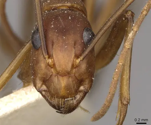 Camponotus tonduzi specimen CASENT0910666 image casent0910666_2