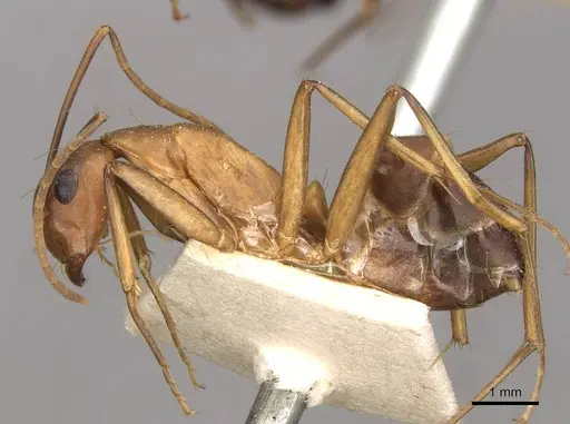 Camponotus tonduzi specimen CASENT0910666 image casent0910666_3