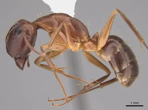 Camponotus tonduzi specimen CASENT0923558 image casent0923558_1
