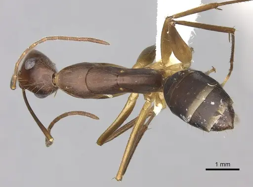 Camponotus tonduzi specimen JTLC000008168 image jtlc000008168_1