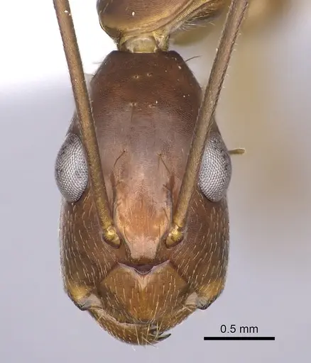 Camponotus tonduzi specimen JTLC000008168 image jtlc000008168_2