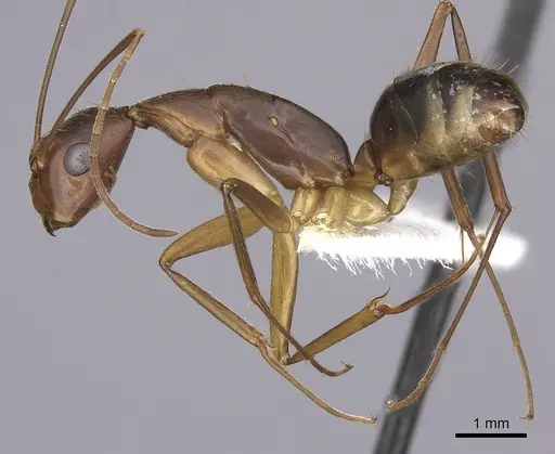 Camponotus tonduzi specimen JTLC000008168 image jtlc000008168_3