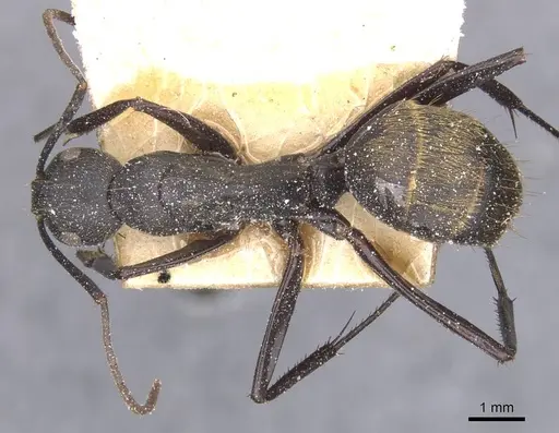 Camponotus tonkinus specimen CASENT0911622 image casent0911622_1