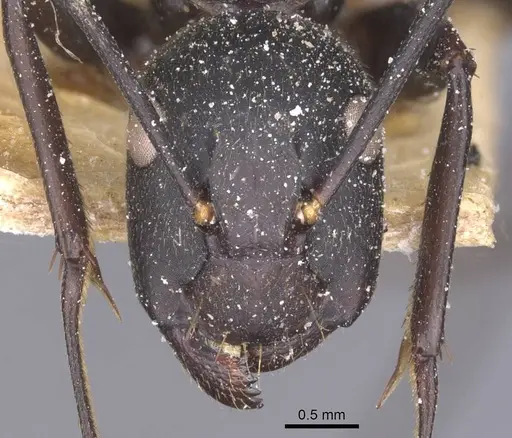 Camponotus tonkinus specimen CASENT0911622 image casent0911622_2