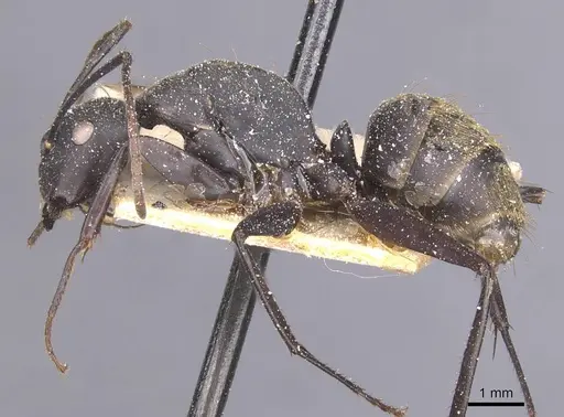 Camponotus tonkinus specimen CASENT0911622 image casent0911622_3