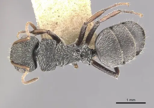 Camponotus toussainti specimen CASENT0910748 image casent0910748_1