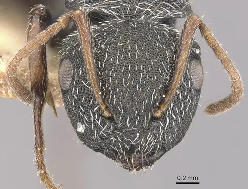 Camponotus toussainti specimen CASENT0910748 image casent0910748_2