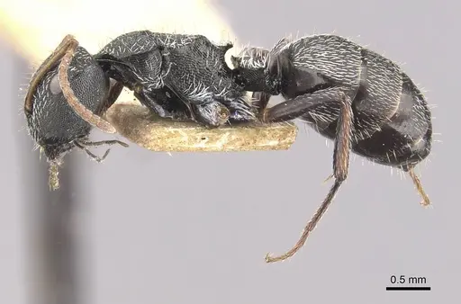 Camponotus toussainti specimen CASENT0910748 image casent0910748_3