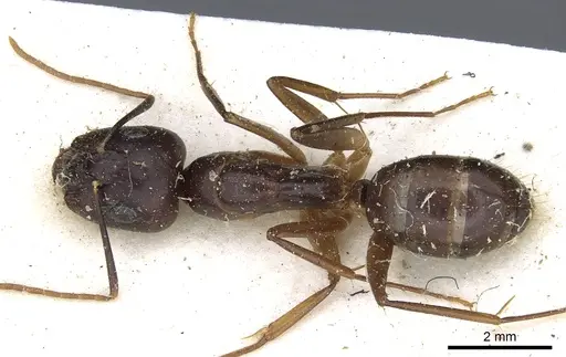 Camponotus traegaordhi specimen CASENT0903531 image casent0903531_1