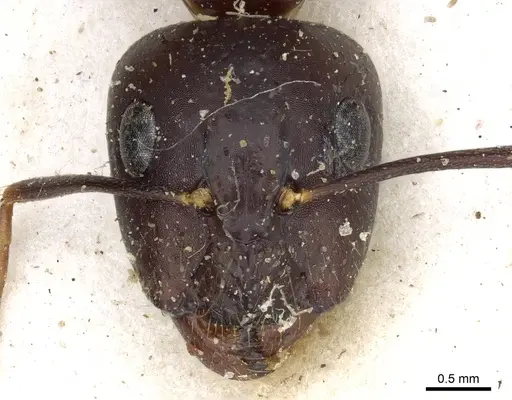 Camponotus traegaordhi specimen CASENT0903531 image casent0903531_2