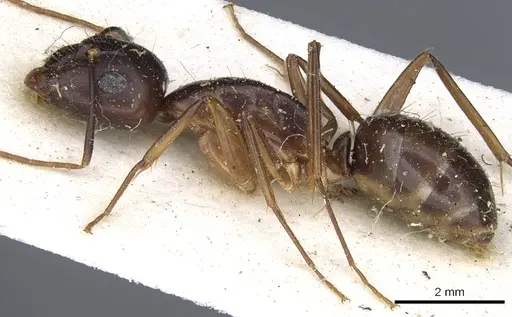 Camponotus traegaordhi specimen CASENT0903531 image casent0903531_3