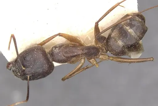 Camponotus traegaordhi specimen CASENT0910045 image casent0910045_1