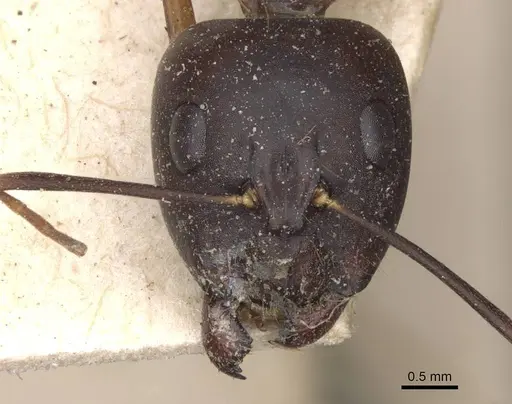 Camponotus traegaordhi specimen CASENT0910045 image casent0910045_2