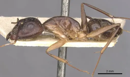 Camponotus traegaordhi specimen CASENT0910045 image casent0910045_3