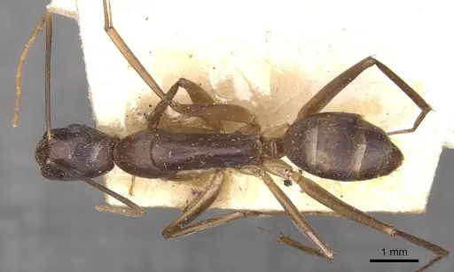 Camponotus traegaordhi specimen CASENT0910046 image casent0910046_1