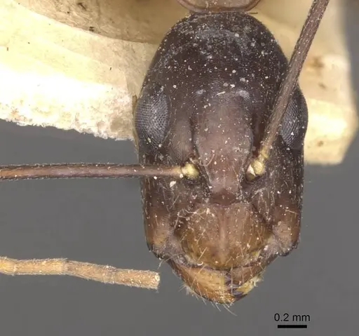 Camponotus traegaordhi specimen CASENT0910046 image casent0910046_2