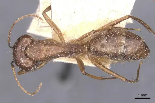 Camponotus traegaordhi specimen CASENT0912073 image casent0912073_1