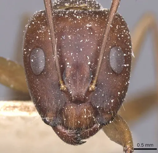 Camponotus traegaordhi specimen CASENT0912073 image casent0912073_2