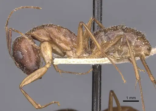 Camponotus traegaordhi specimen CASENT0912073 image casent0912073_3