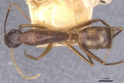 Camponotus traegaordhi specimen CASENT0912074 image casent0912074_1