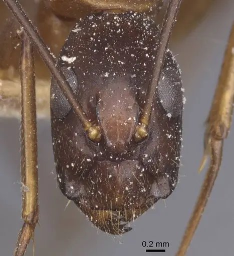 Camponotus traegaordhi specimen CASENT0912074 image casent0912074_2