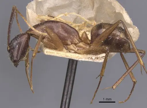 Camponotus traegaordhi specimen CASENT0912074 image casent0912074_3