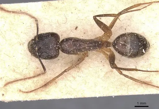 Camponotus traegaordhi specimen CASENT0912075 image casent0912075_1