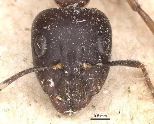 Camponotus traegaordhi specimen CASENT0912075 image casent0912075_2