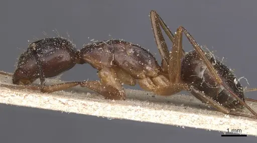 Camponotus traegaordhi specimen CASENT0912075 image casent0912075_3