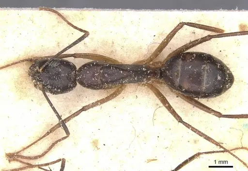 Camponotus traegaordhi specimen CASENT0912076 image casent0912076_1