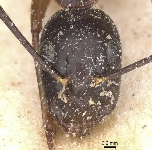 Camponotus traegaordhi specimen CASENT0912076 image casent0912076_2