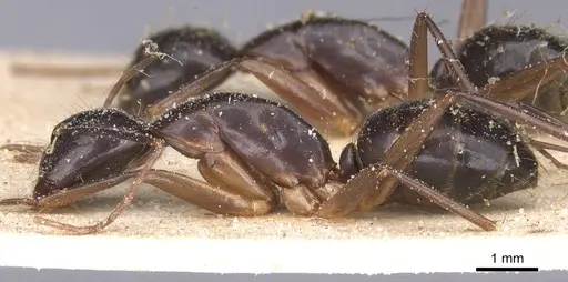 Camponotus traegaordhi specimen CASENT0912076 image casent0912076_3